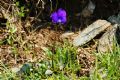 Viola corsica subsp. limbarae